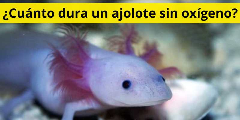 ¿Cuánto dura un ajolote sin oxígeno?