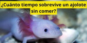 ¿Cuánto tiempo sobrevive un ajolote sin comer?