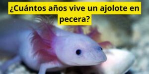 ¿Cuántos años vive un ajolote en pecera?