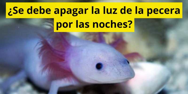 ¿Se debe apagar la luz de la pecera por las noches?